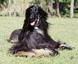 Afghan Hound AA017D-115